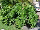 Philodendron Bipinnatifidum